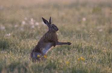 Brown Hare shaking the water off its coat in a meadow GB