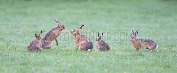 Brown Hares in a meadow at sunrise at spring GB