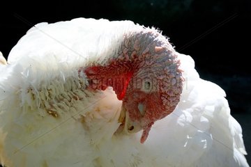 Portrait of a Turkey cleaning its plumage