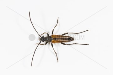 Red Longhorn Beetle male on white background