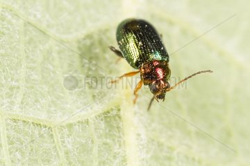 Willow Flea Beetle on leaf - France