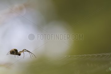 Autumn spider on its web undergrowth - France