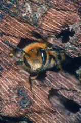 Gold-fringed Mason Bee at nest Espagne