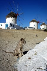 Cat sitting in front of the windmills of Mykonos - Greece