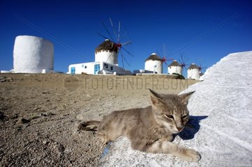 Cat lying in front of the windmills of Mykonos - Greece