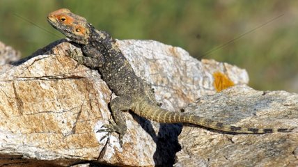 Starred Agama on rocks - Mykonos Greece