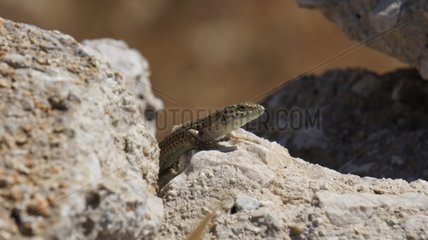 Lizard on rocks - Mykonos Greece
