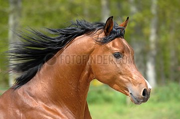 Portrait stallion Arabian horse galloping - France