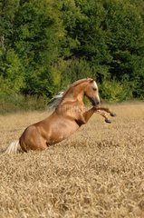 Palomino horse rearing in mature wheat - France