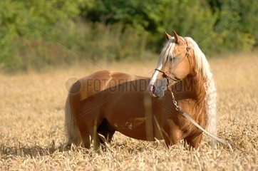 Palomino horse in mature wheat - France