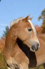 Portrait of Haflinger horse - France