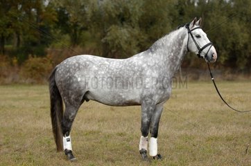 German Hanoverian horse dapple gray - France