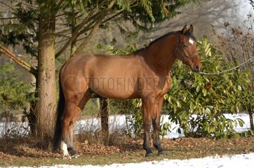 German Oldenburg bay horse - France