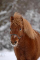 Portrait of Shetland Pony in snow - France