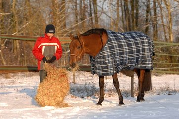 Man feeding Horse with blanket in winter paddock - France