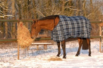 Feeding Horse with blanket in winter paddock - France