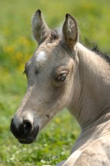 Portrait of French Saddle Pony Foal in meadow - France