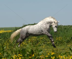 Connemara pony galloping in a meadow in spring - France
