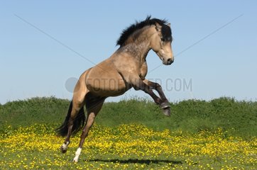 New Forest stallion rearing in the meadow in spring - France