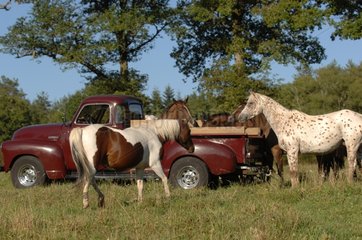 Appaloosa horses and Cabriolet - France