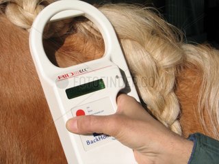 Player microchip for identification of a Horse - France