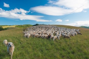 Sheepdog and flock of sheep - Cévennes France