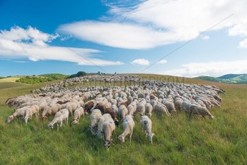 Flock of sheep - Cévennes France