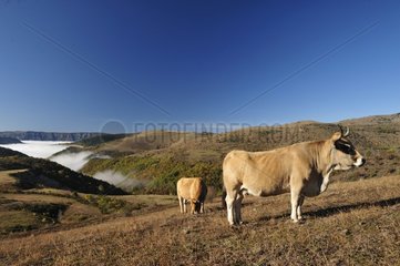 Aubrac cows on the plateau Bondons - Cévennes France