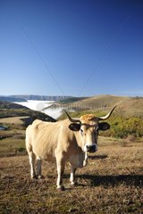 Aubrac cow on the plateau Bondons - Cévennes France