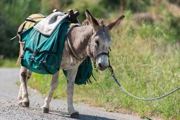 Hiking with donkeys - Cévennes France
