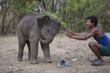 4 week old Asian elephant playing with trainer Bandhavgarth
