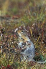 Arctic ground-squirrel in the tundra in autumn Alaska