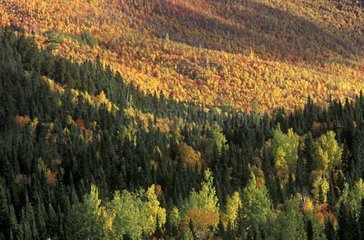 Couleurs d'automne dans les monts Chic Choc Québec