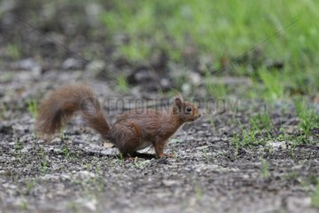 Eurasian Red Squirrel defecating on a path in june