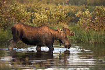 Elk feeding in the river Yukon Canada
