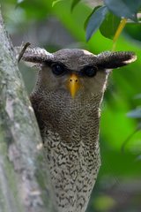 Portrait of Malay Eagle Owl - Malaysia
