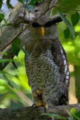 Malay Eagle Owl on a branch - Malaysia