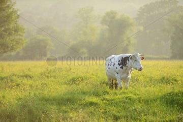 Normandy cow in the meadow at dusk - Normandy France