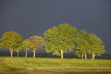 Trees ou a stormy sky - Somme Picardie France
