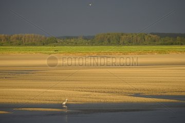 Grey Heron at dusk - Somme Picardie France