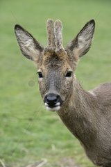 Porträt eines Roe Deer United-Kingdoms
