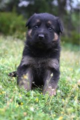 German shepherd puppy dog sitting in the grass