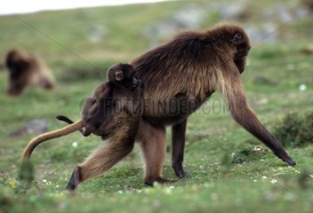 Female Gelada carrying its young Ethiopia