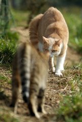 Confrontation of two cats for the same territory