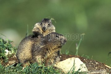 Marmotte des Alpen und Marmotton auf der hinteren Alpen Frankreich
