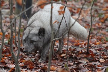 Arctic fox in dead leaves