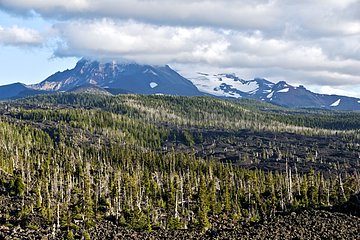 Basalt and dead trees - Mc Kenzy Pass Oregon