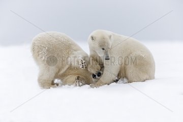Polar bears playing on the ice - Barter Island Alaska