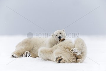 Polar bears playing on the ice - Barter Island Alaska
