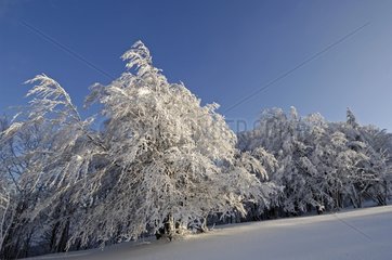 Trees snow on the Ballon d'Alsace Vosges France